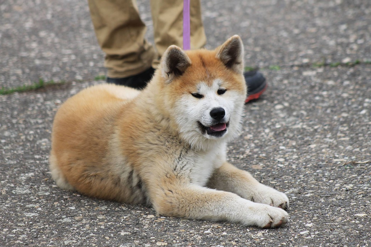 Understanding the Unique Traits of the Akita Inu